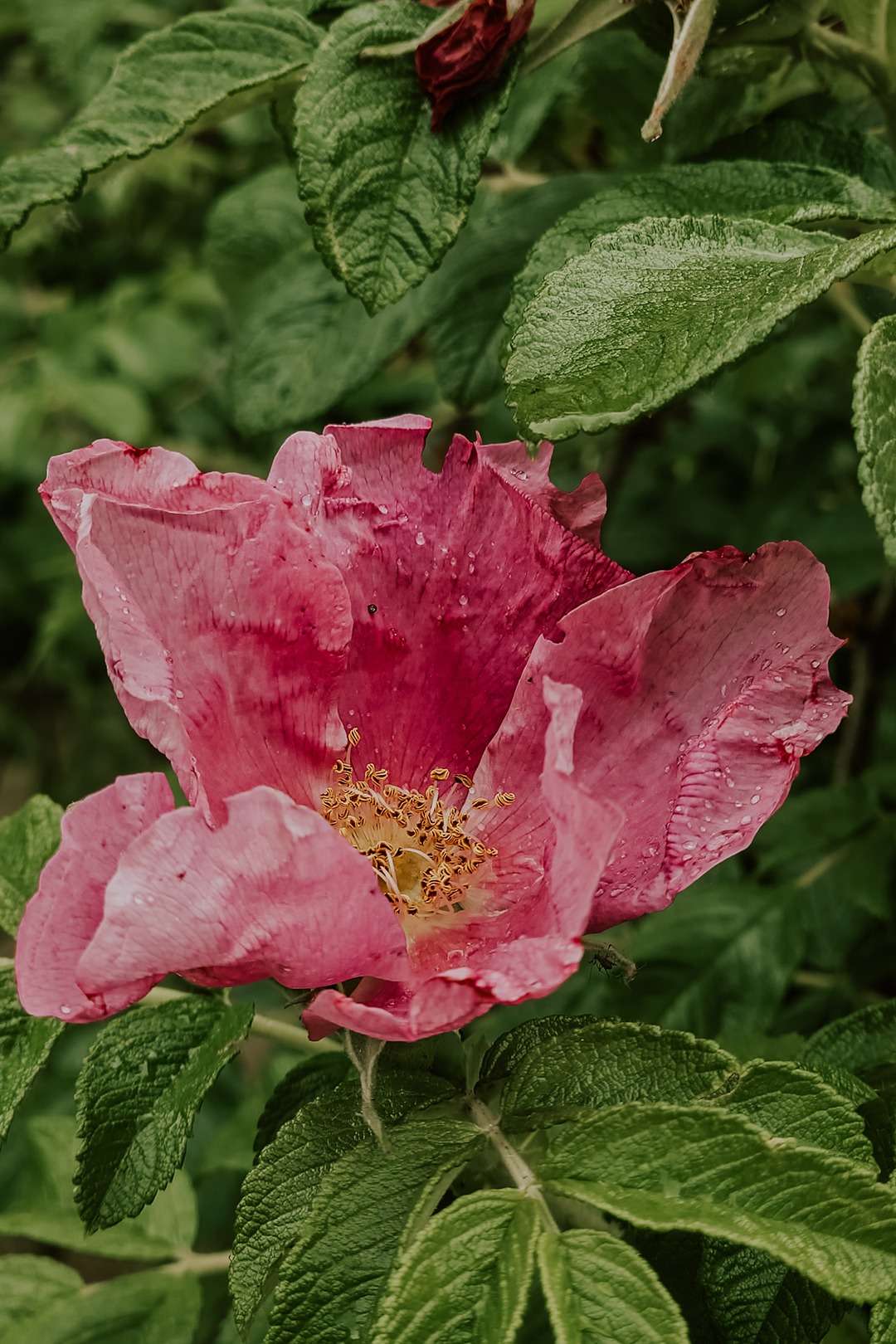 Rosa rugosa aka Kartoffelrose
