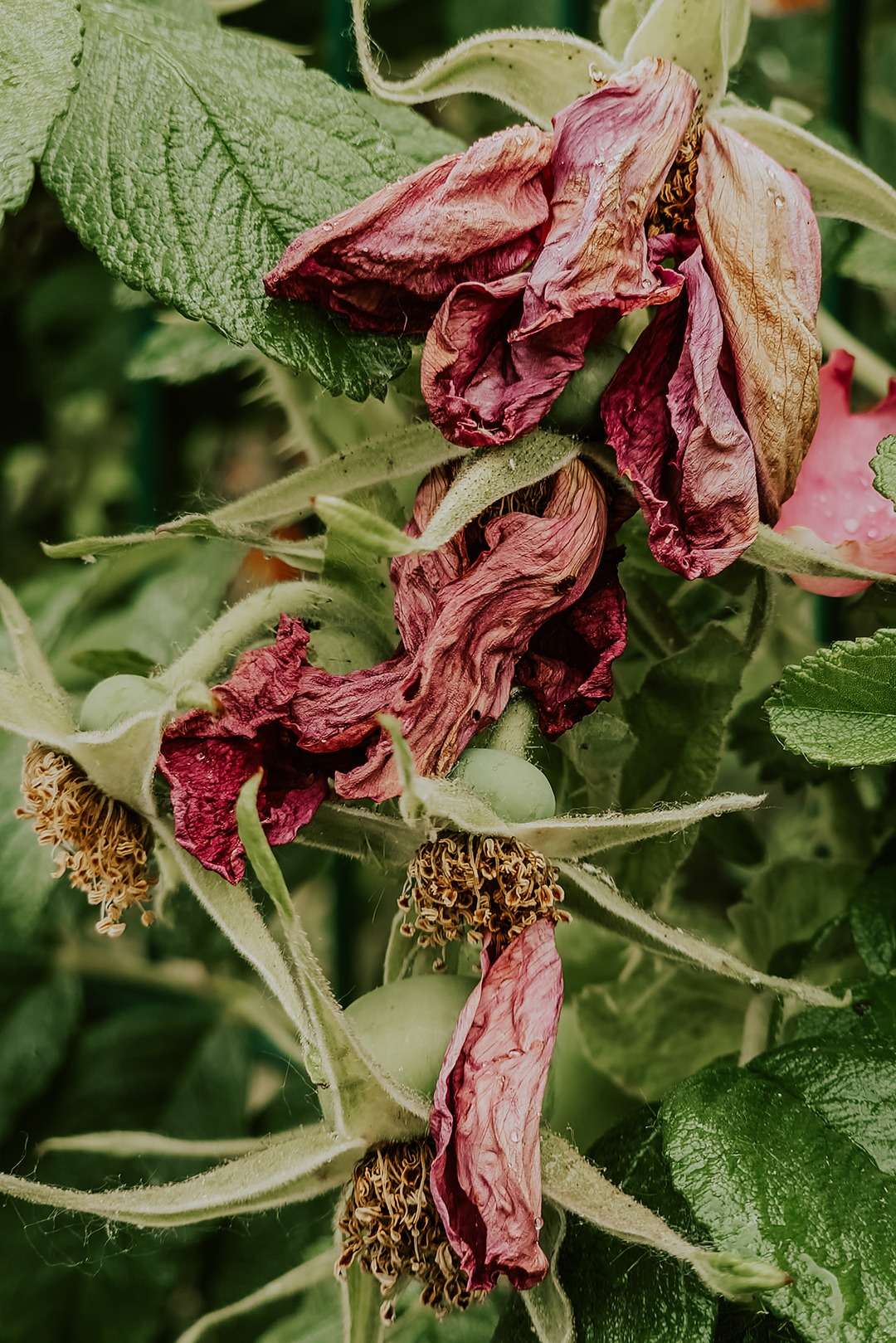 Rosa rugosa aka Kartoffelrose 4 Rosa rugosa 7