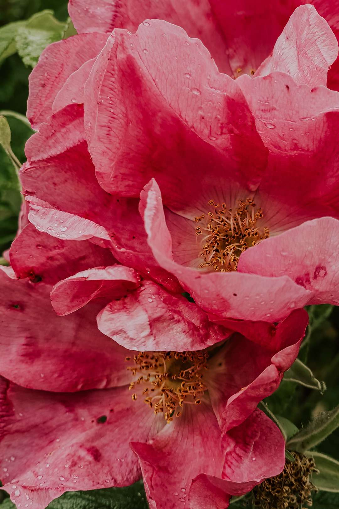 Rosa rugosa aka Kartoffelrose 2 Rosa rugosa 8