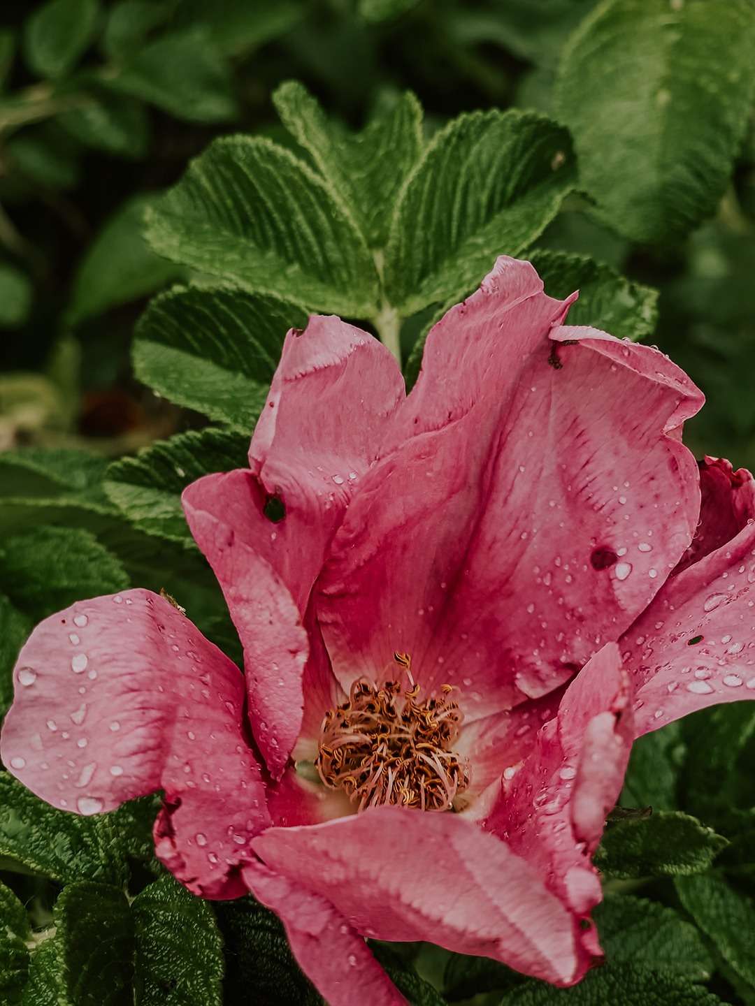 Rosa rugosa aka Kartoffelrose 7 Rosa rugosa 9