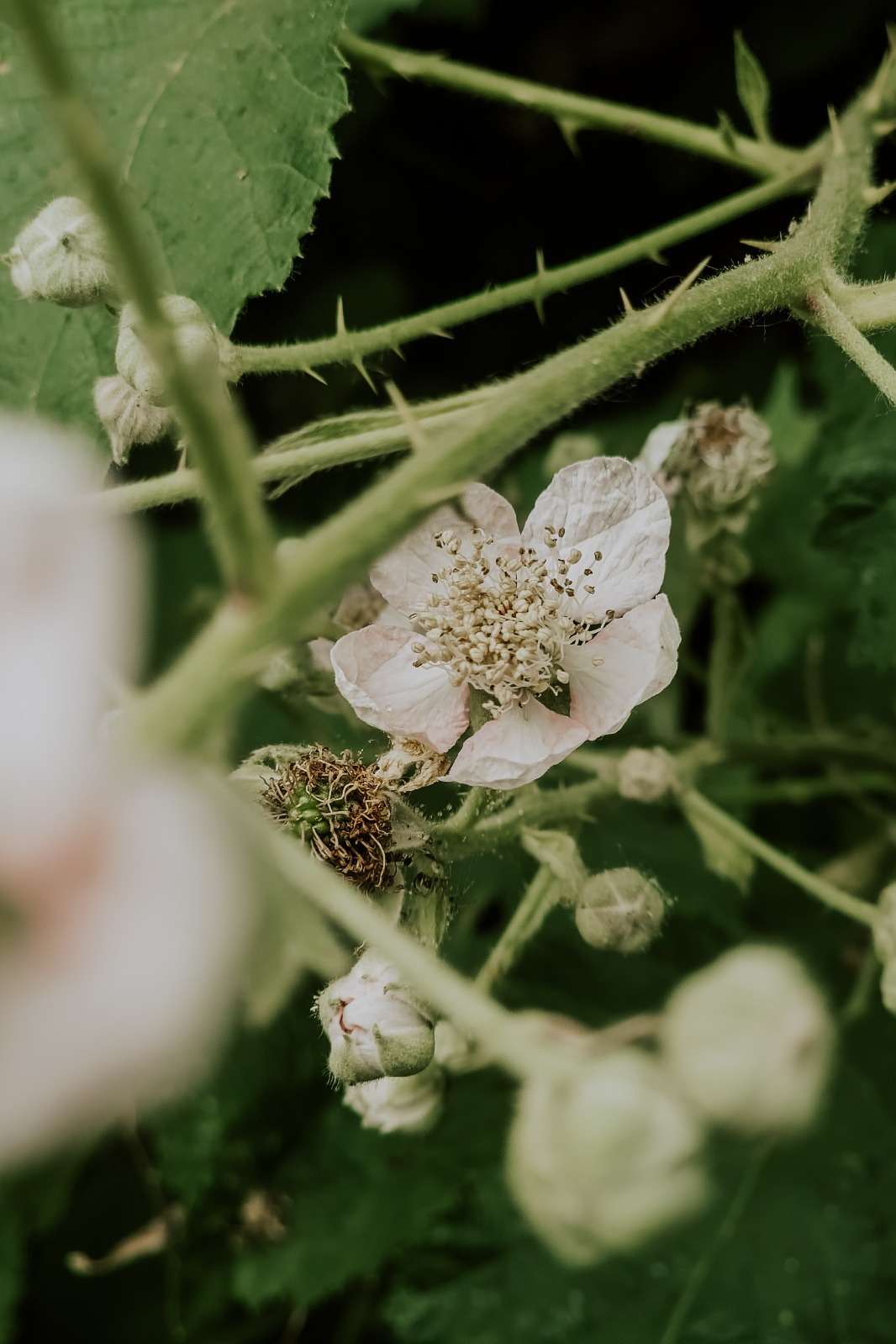 Brombeer Blütezeit