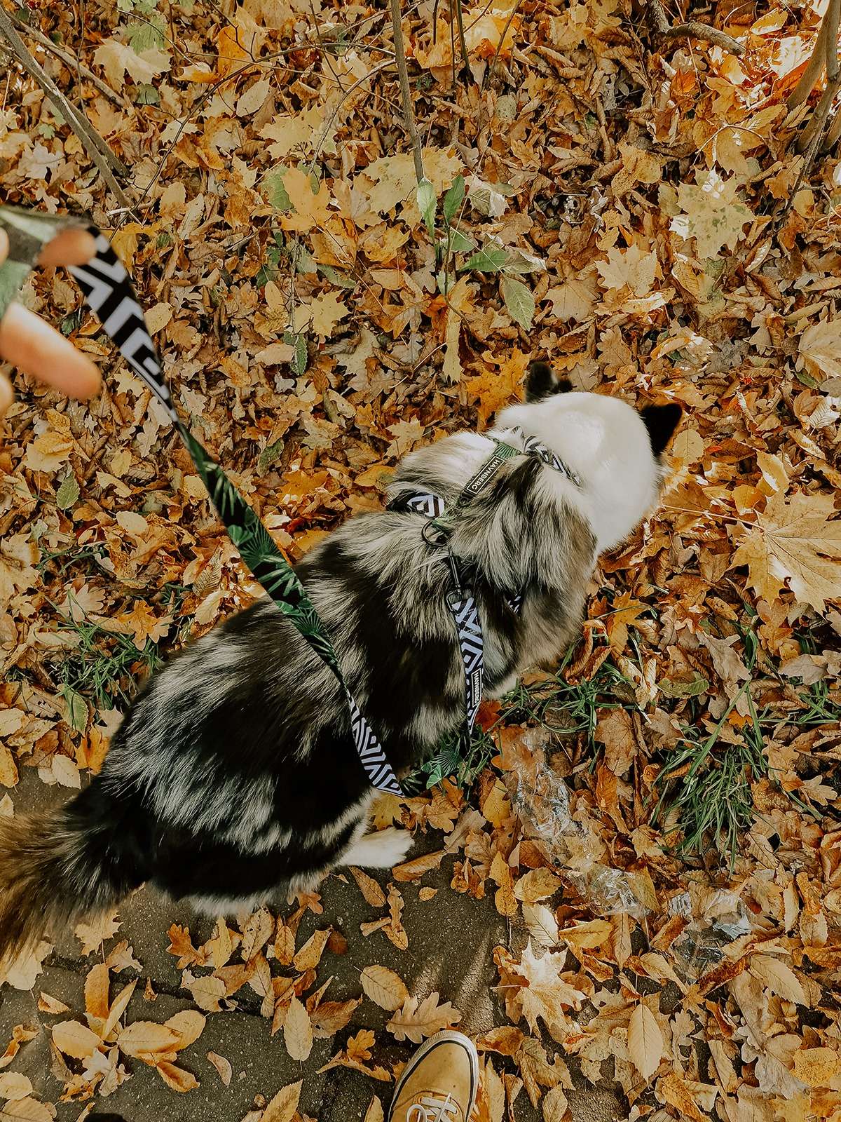 havnberg geschirr leine 3