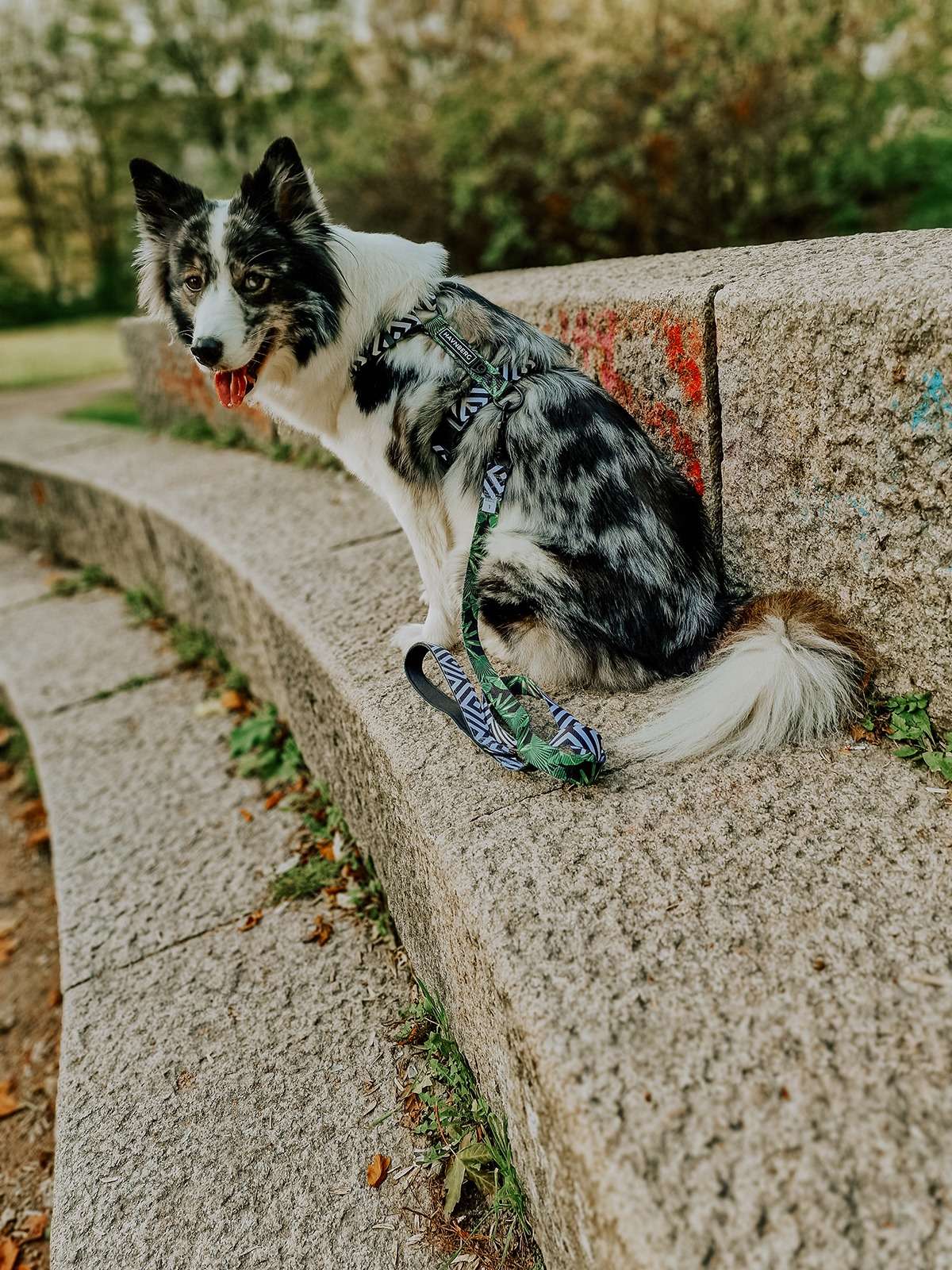 havnberg geschirr leine 4