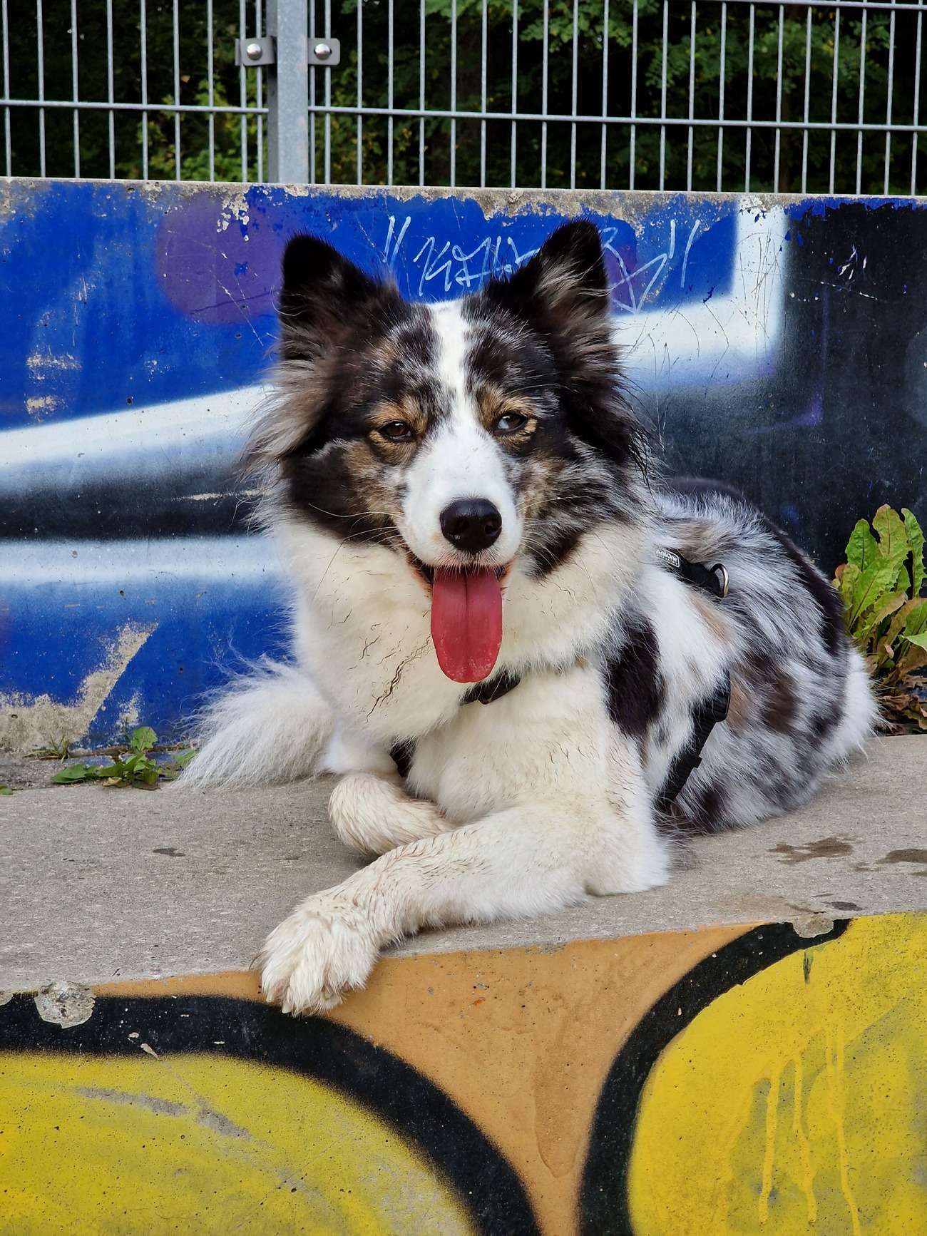 Hundefotografie mit dem Handy – Teil 2: Kreative Methoden 7 hundeportrait mit handy 11 1