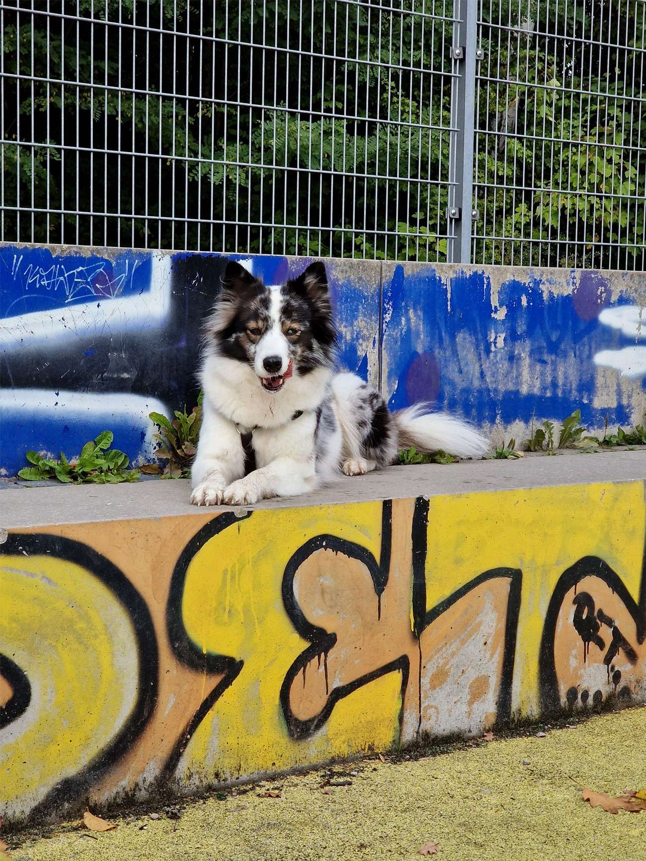 Hundefotografie mit dem Handy – Teil 2: Kreative Methoden 5 hundeportrait mit handy 12 1