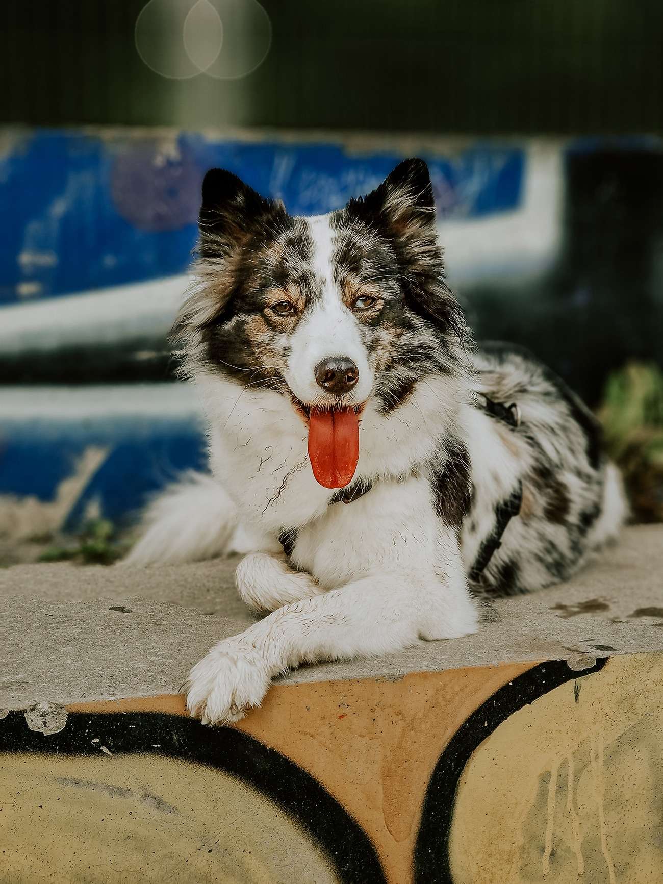 Hundefotografie mit dem Handy – Teil 2: Kreative Methoden 6 hundeportrait mit handy 2 1