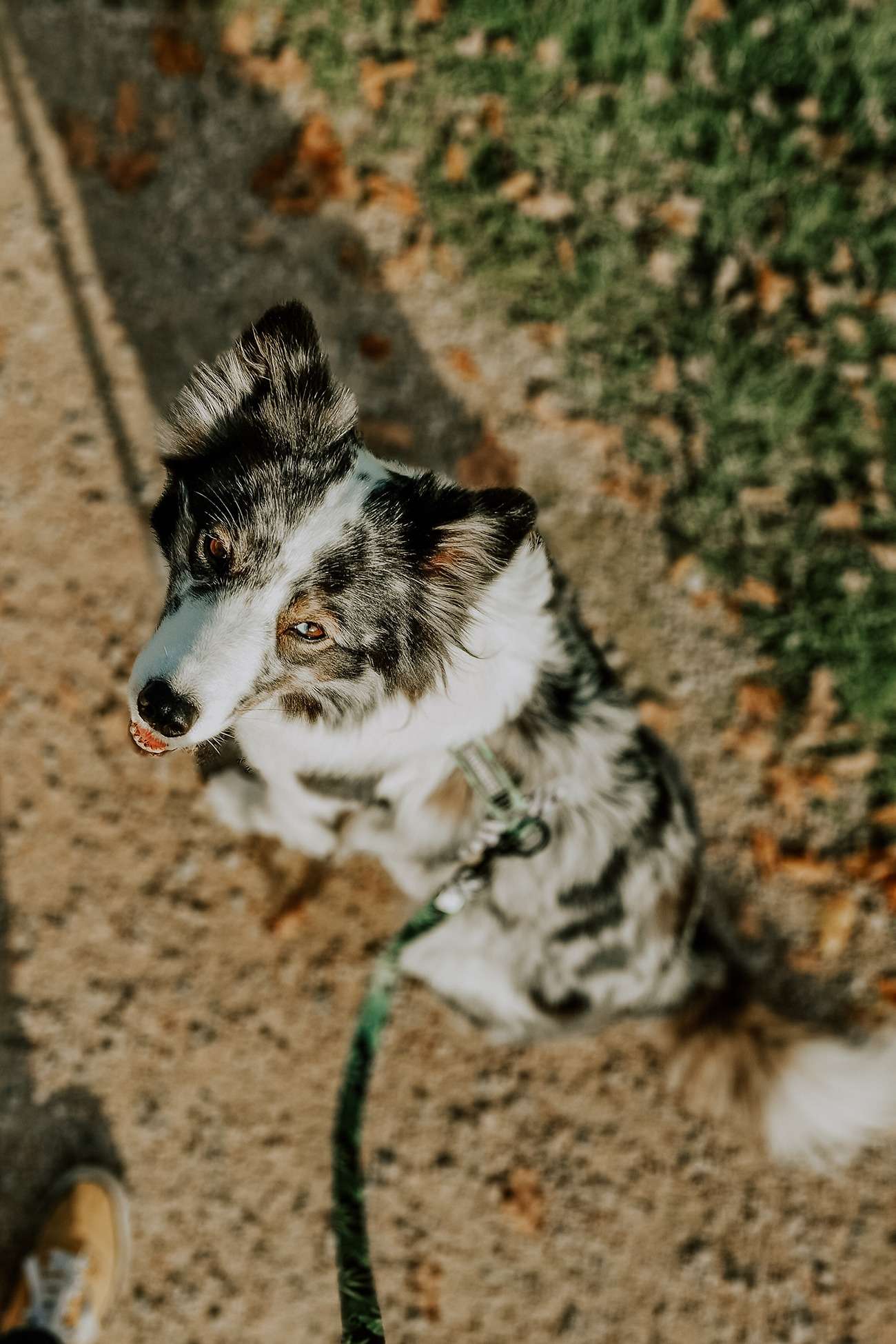 Hundefotografie mit dem Handy – Teil 2: Kreative Methoden 13 hundeportrait mit handy 4