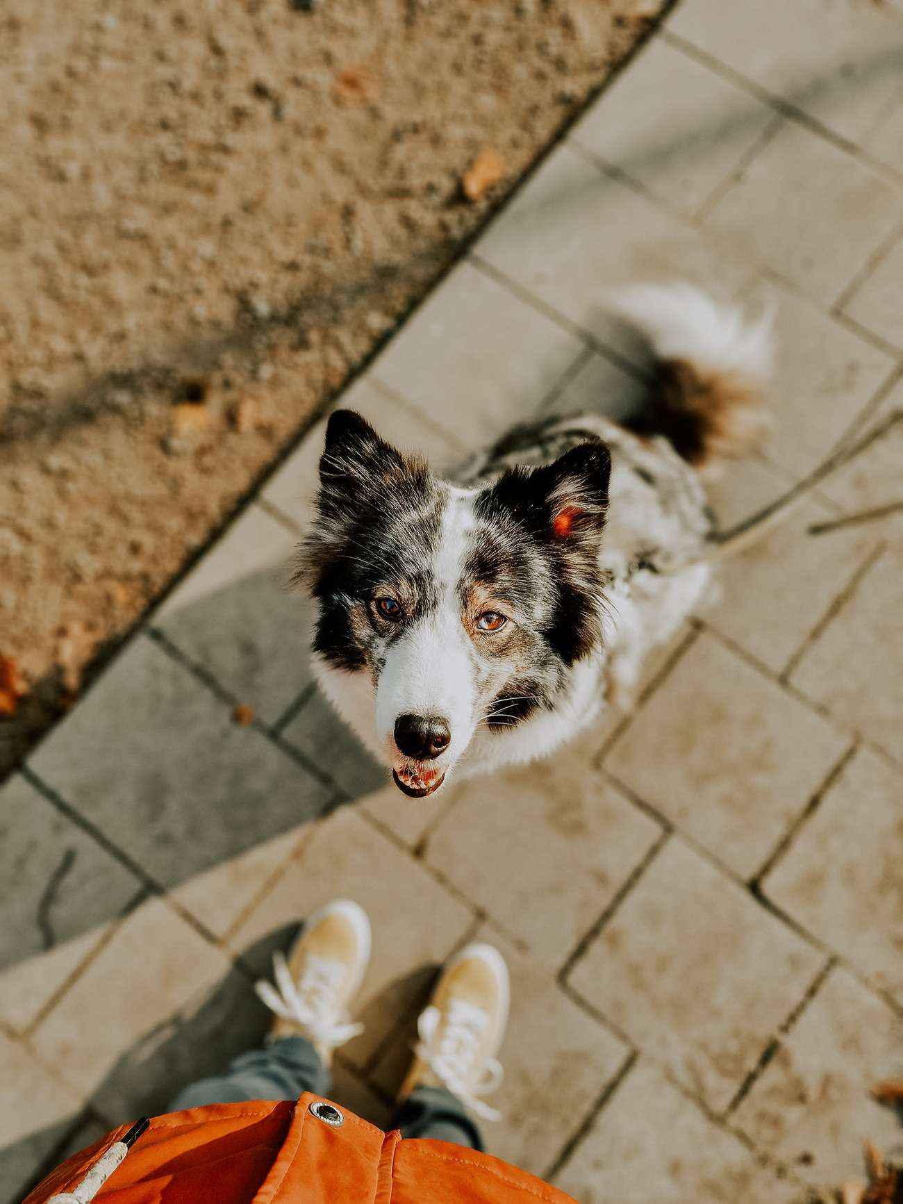 Hundefotografie mit dem Handy – Teil 2: Kreative Methoden 12 hundeportrait mit handy 5 1