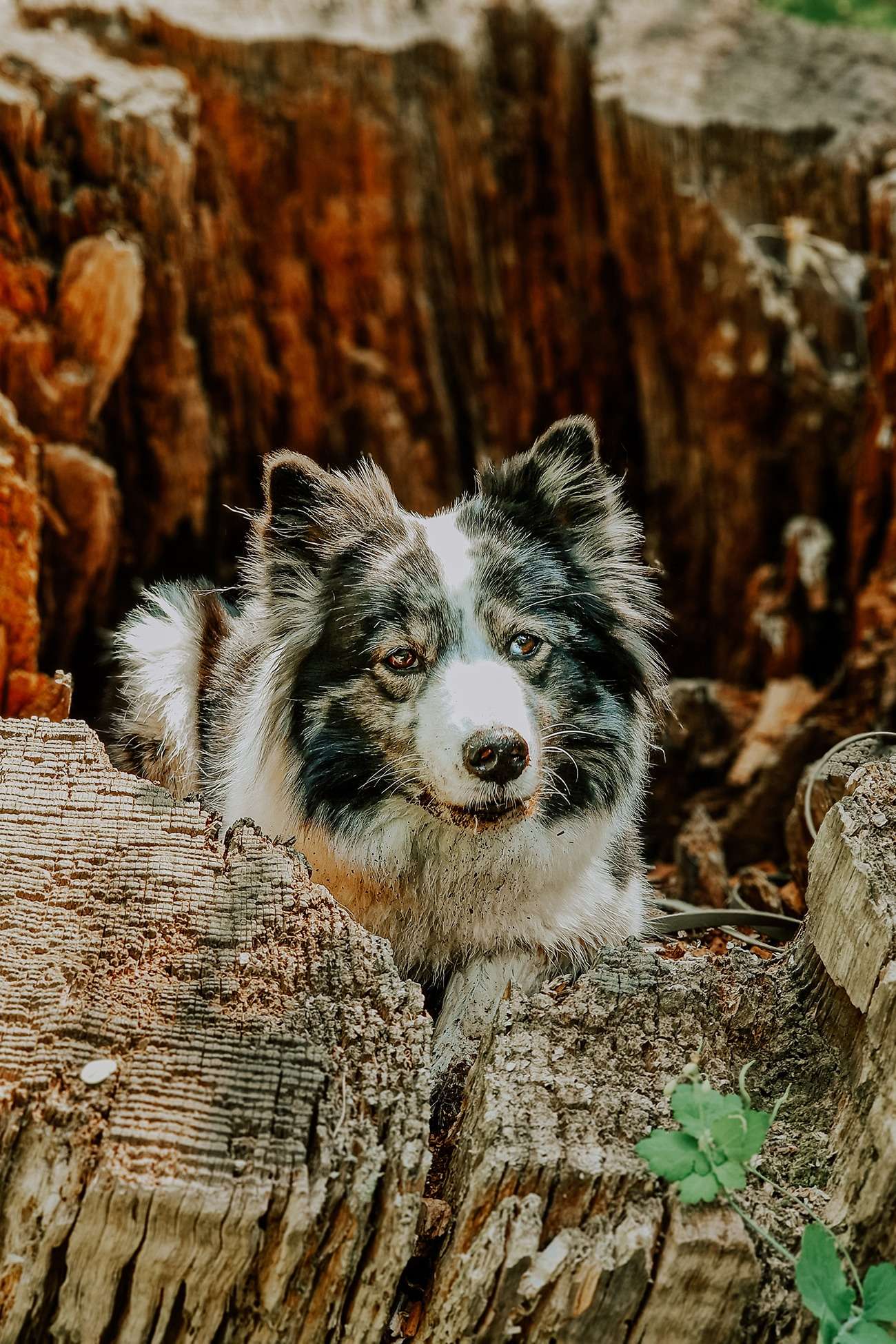 Hundefotografie mit dem Handy – Teil 2: Kreative Methoden 8 hundeportrait mit handy 7 1