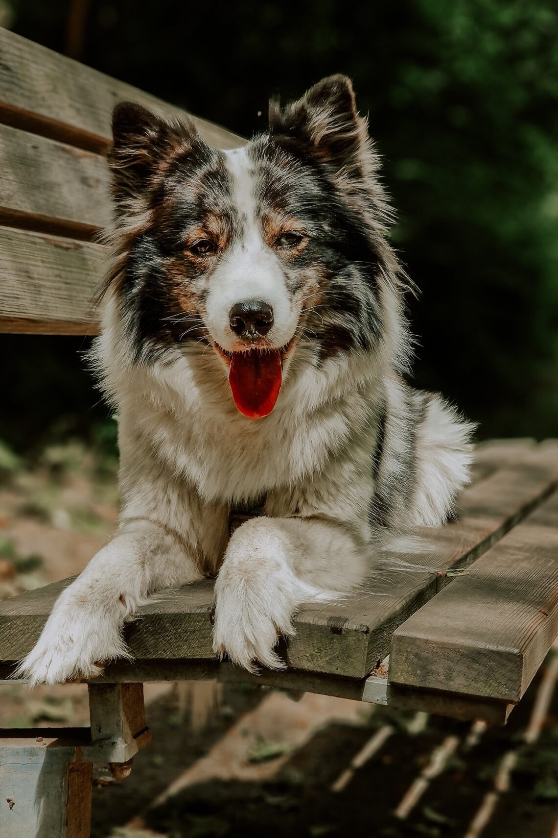 hundeportrait mit handy