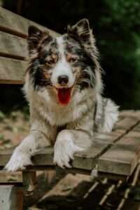 Hundefotografie mit dem Handy – Teil 2: Kreative Methoden 2 hundeportrait mit handy 8 1