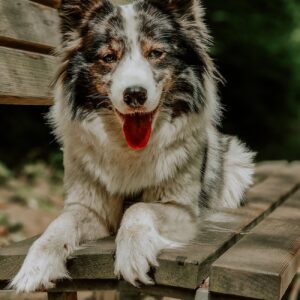 hundeportrait mit handy