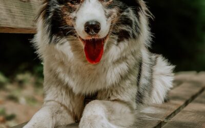 hundeportrait mit handy