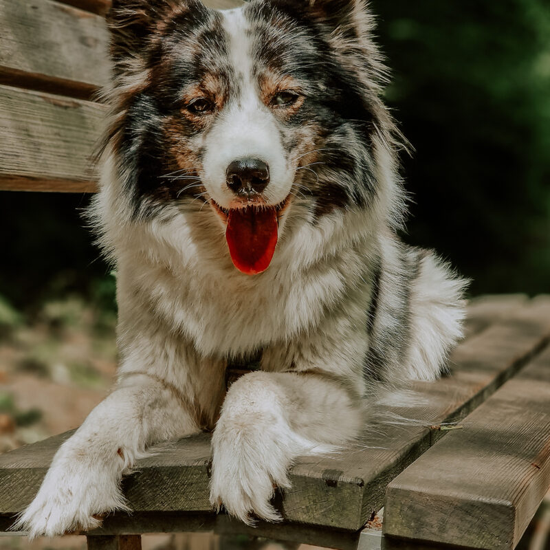 hundeportrait mit handy