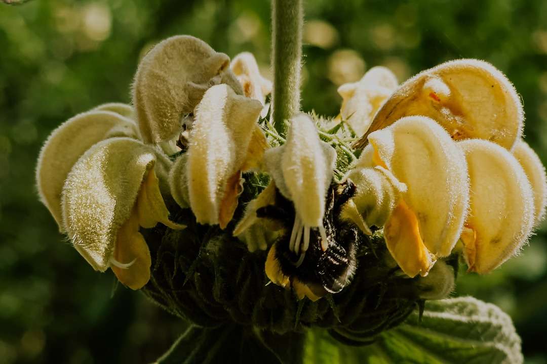 Botanischer Sondergarten Wandsbek