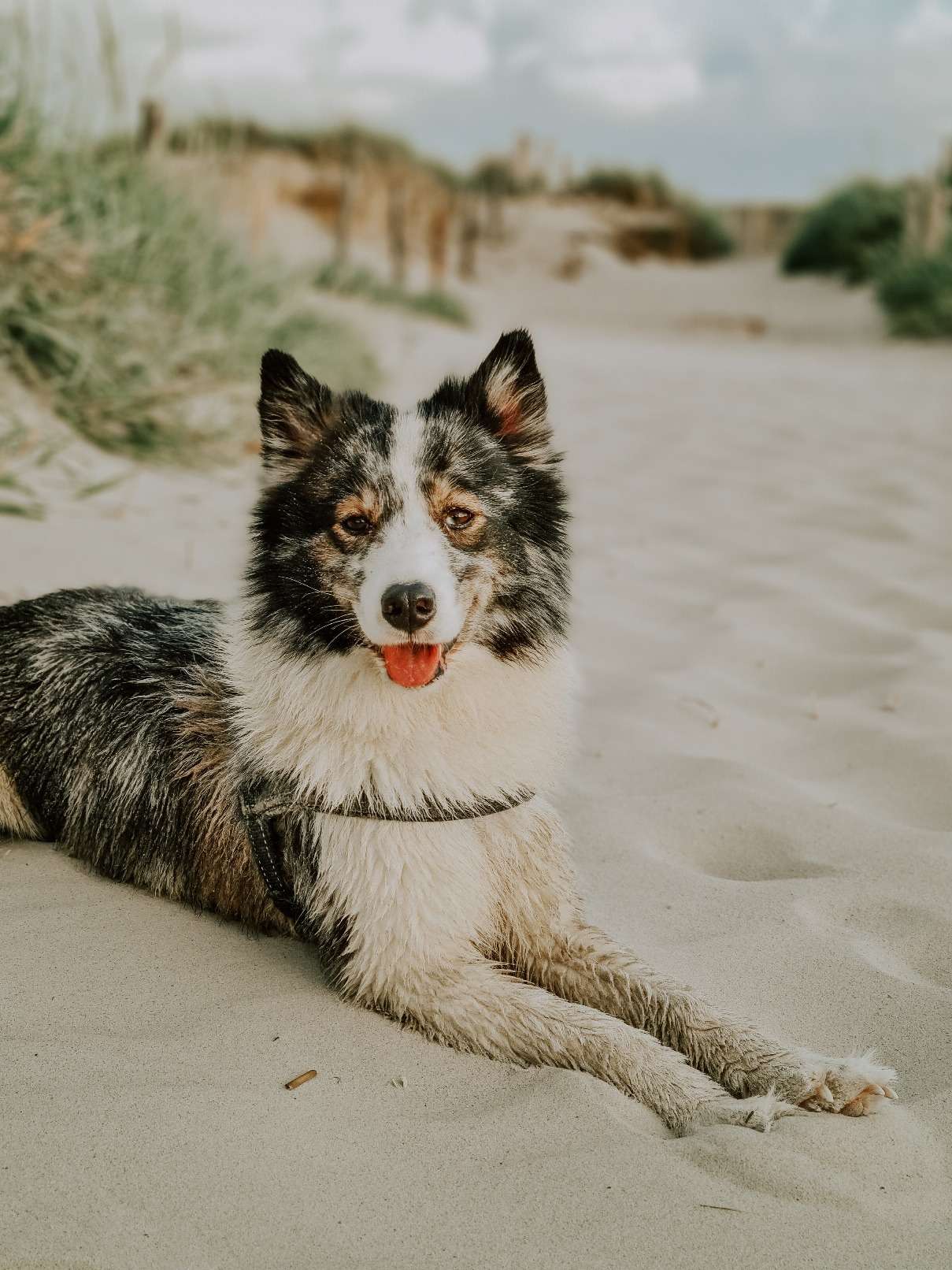 Hundestrand in St. Peter Ording 1
