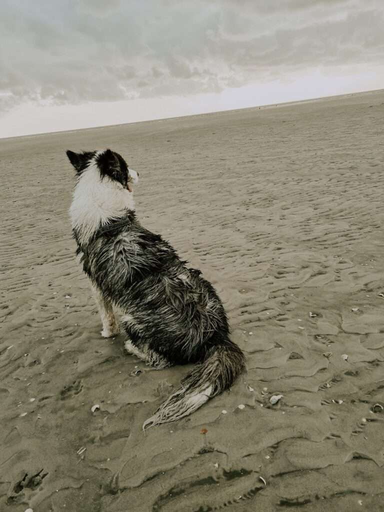 Hundestrand in St. Peter Ording 13