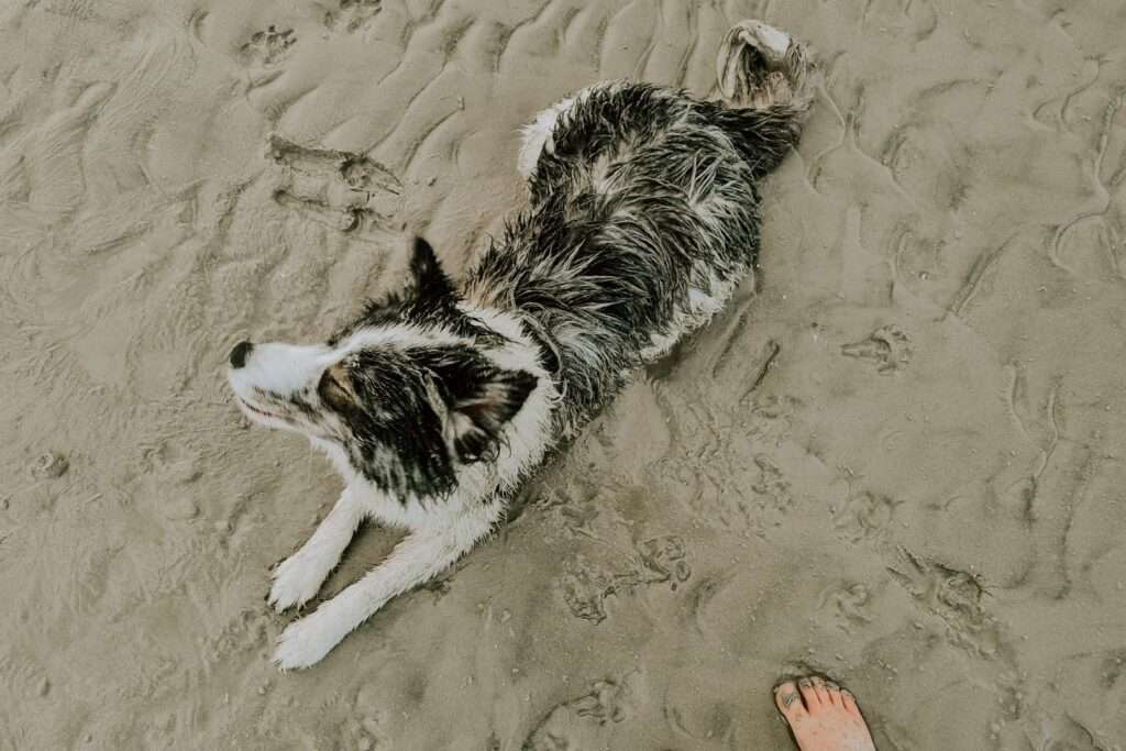 Hundestrand in St. Peter Ording 14