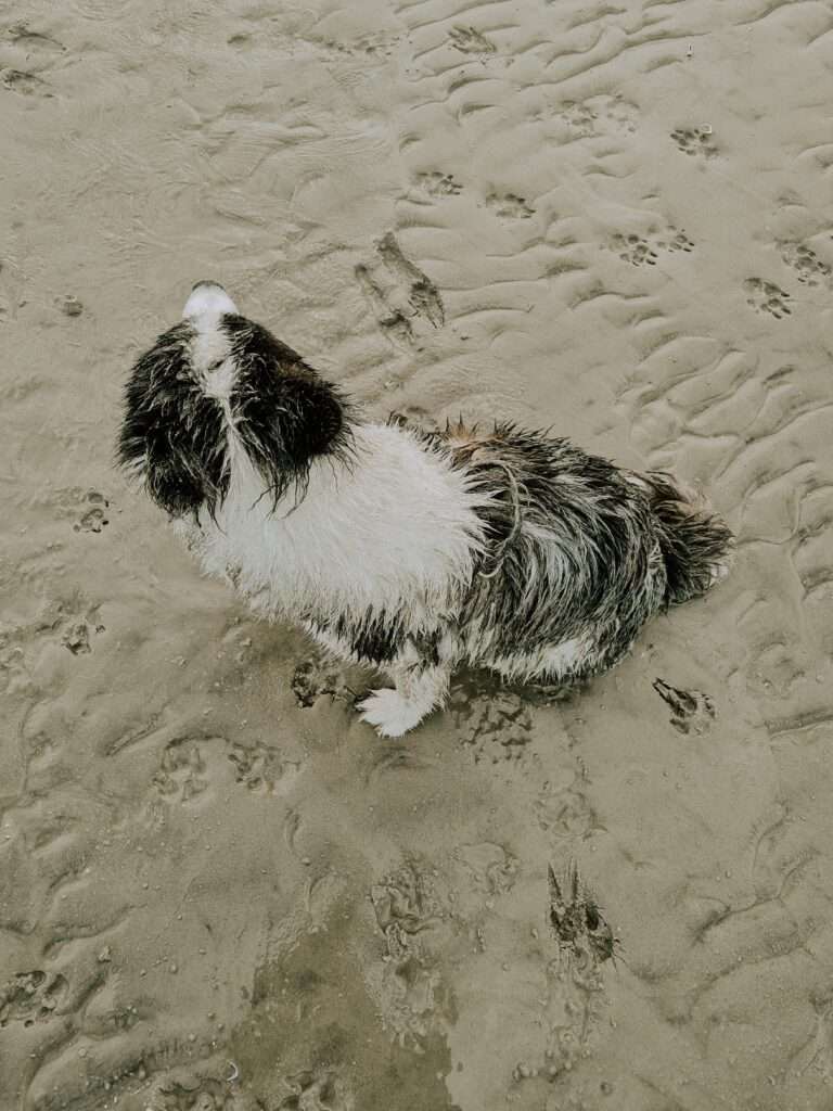 Hundestrand in St. Peter Ording 15