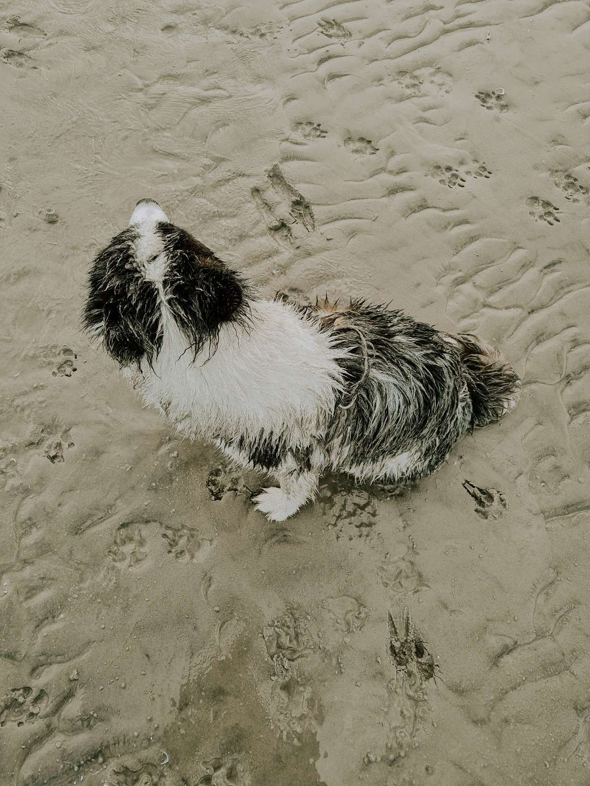 Hundestrand in St. Peter Ording 15