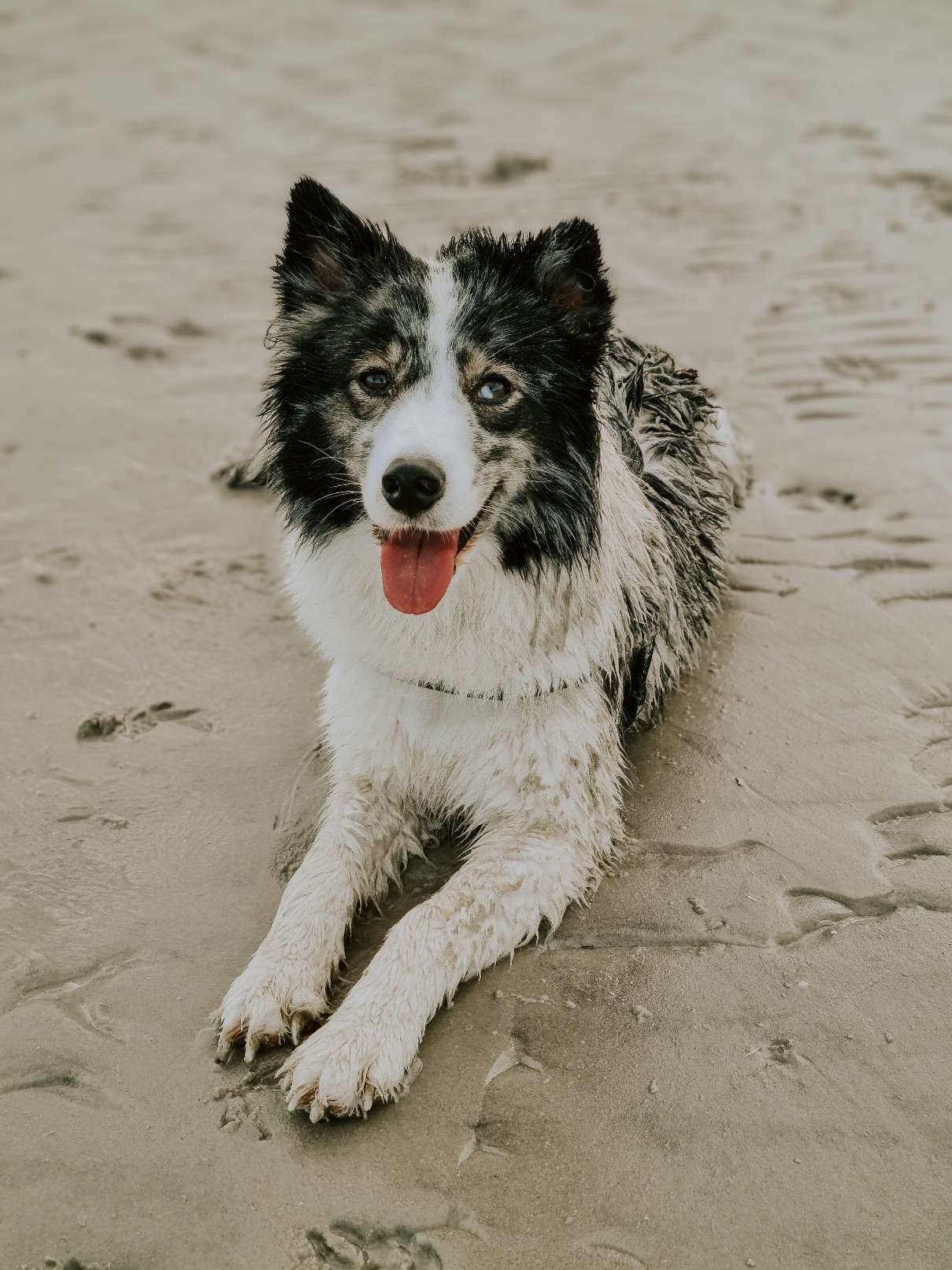 Hundestrand in St. Peter Ording an der Nordsee