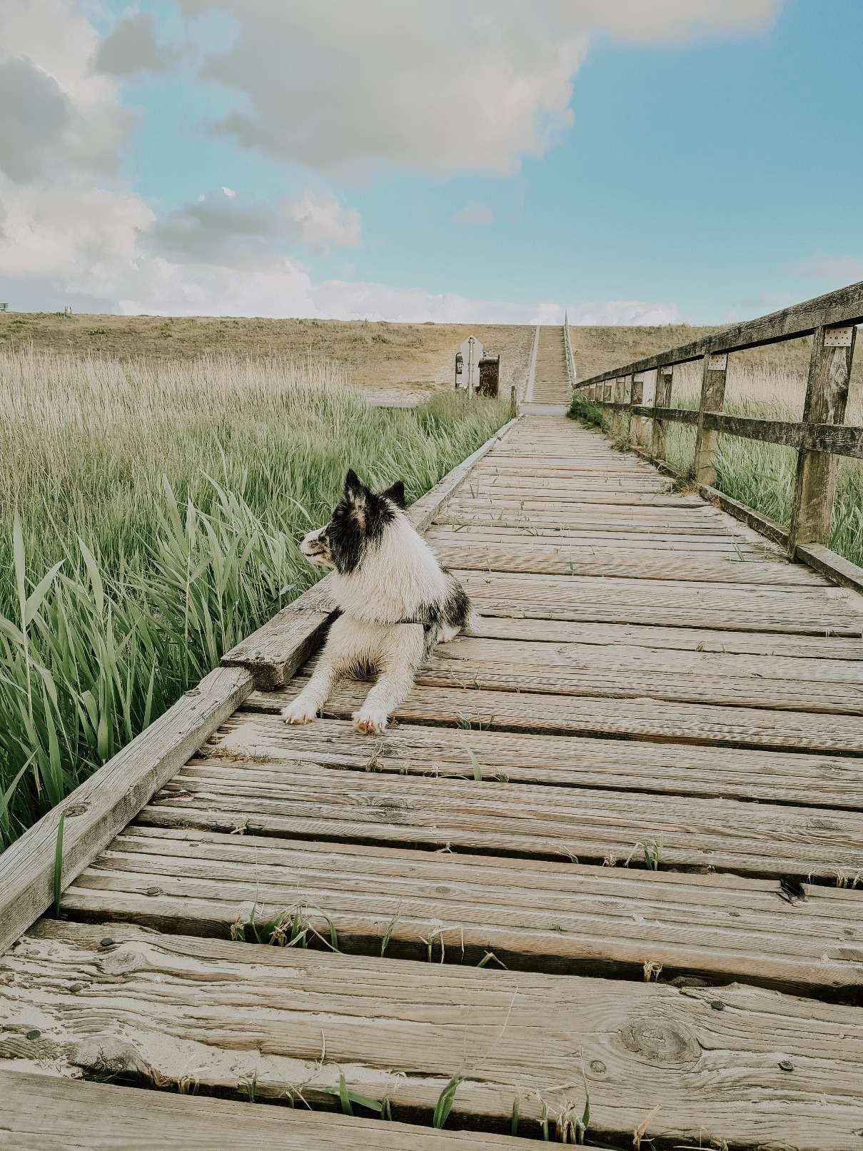 Hundestrand in St. Peter Ording 17