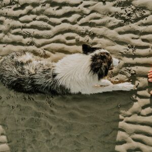 Hundestrand in St. Peter Ording 2