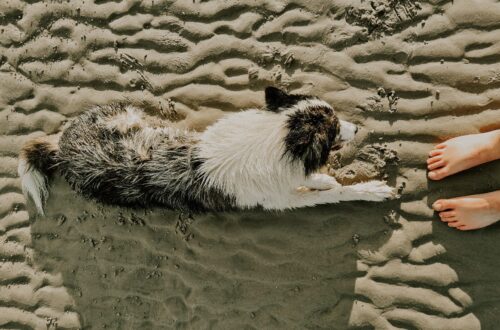 Hundestrand in St. Peter Ording 2 rotated