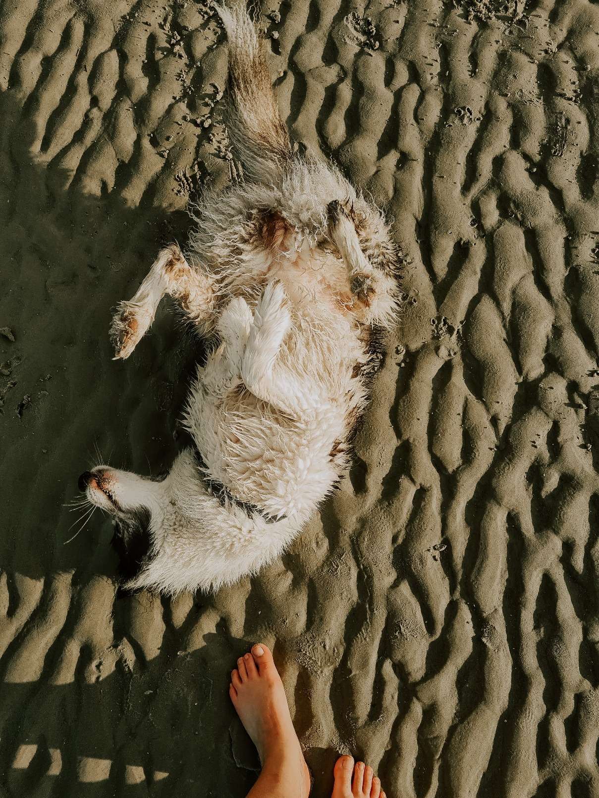 Hundestrand in St. Peter Ording 4