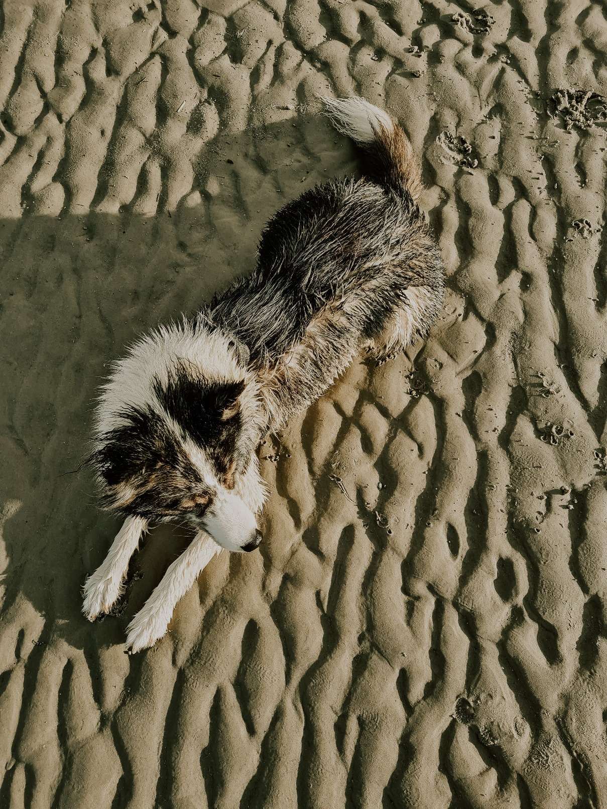 Hundestrand in St. Peter Ording 5