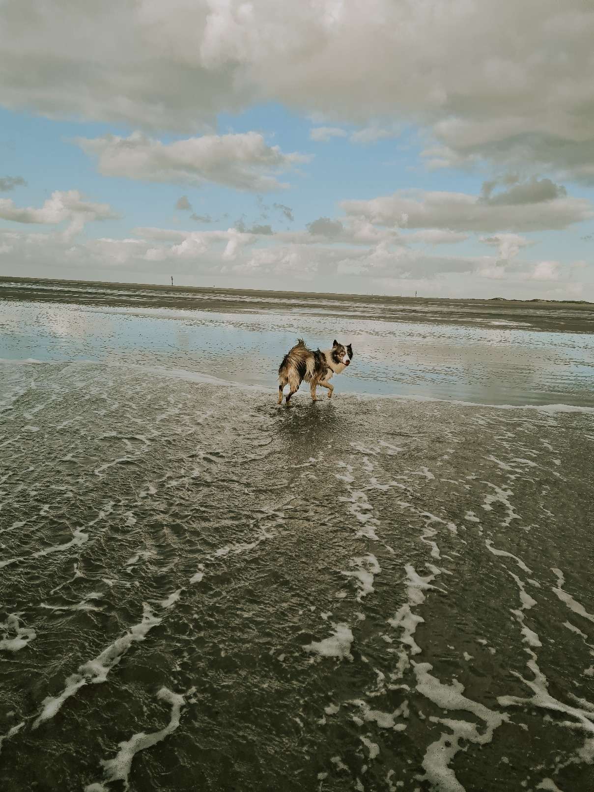 Hundestrand in St. Peter Ording 8