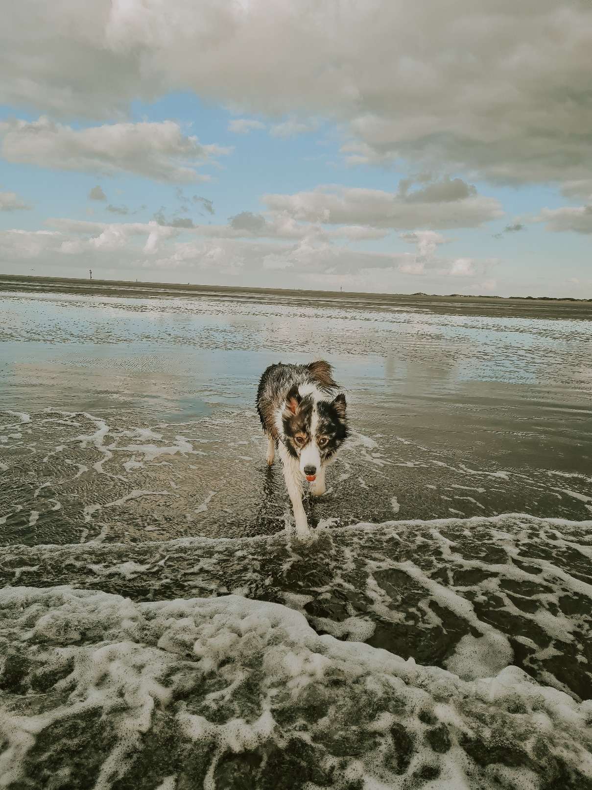 Hundestrand in St. Peter Ording 9