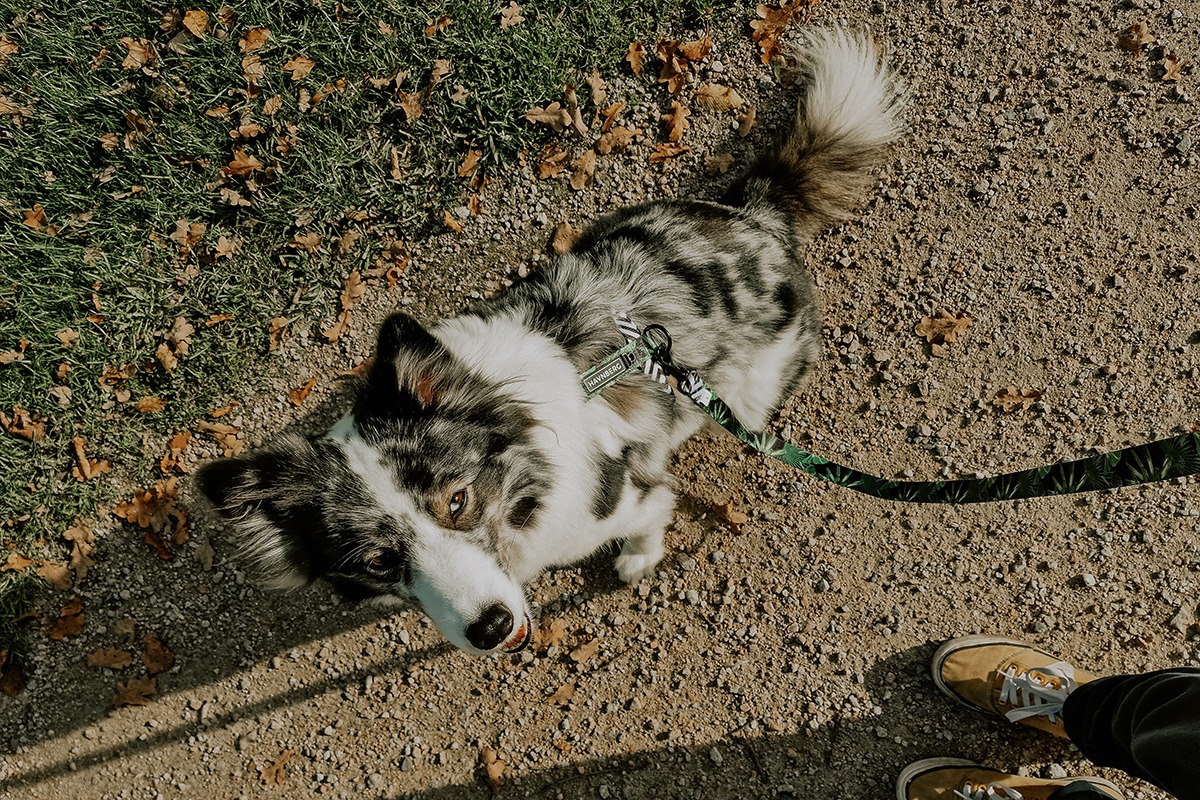 ZickZack Geschirr und Führleine HAVNBERG