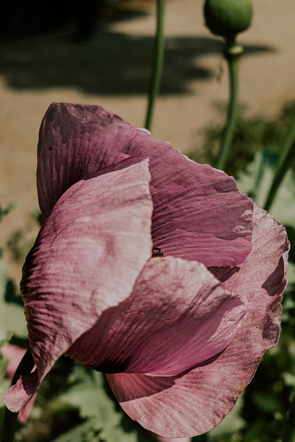 Botanischer Sondergarten Wandsbek – Hamburgs botanisches Highlight 12 schlafmohn