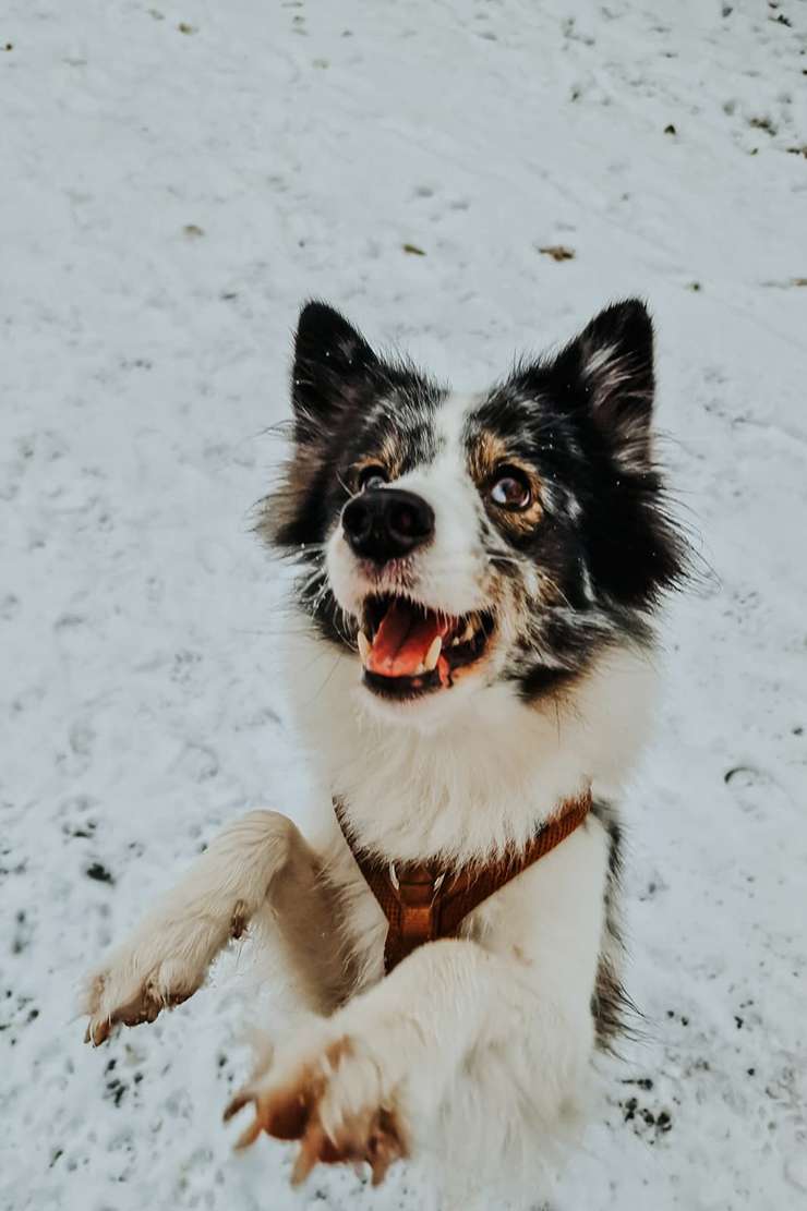 Wie aus Schnappschüssen mein Lieblingsbild entstand 1 bounty im schnee 7