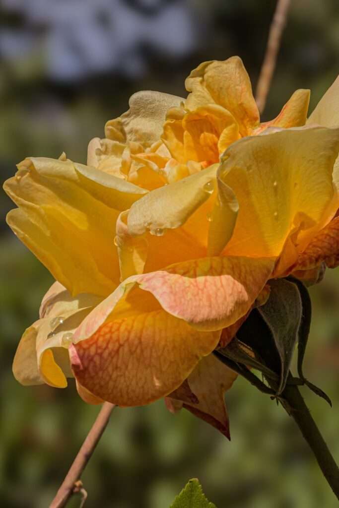 Impressionen aus dem Garten: Rosen 8 1000000119