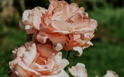 1000000277 e1741896082858