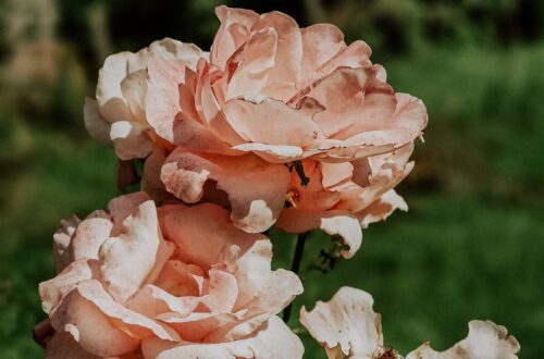 1000000277 e1741896082858