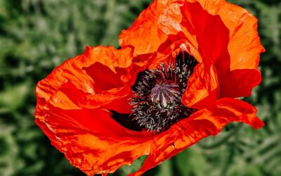 1000000586 e1741895977729