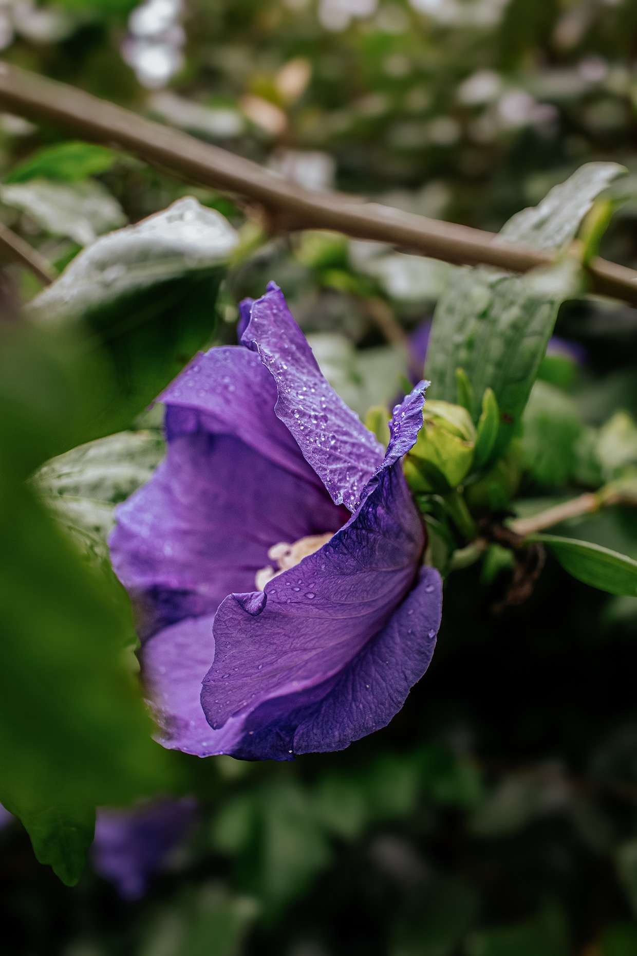 Garteneibisch „Blue Bird“