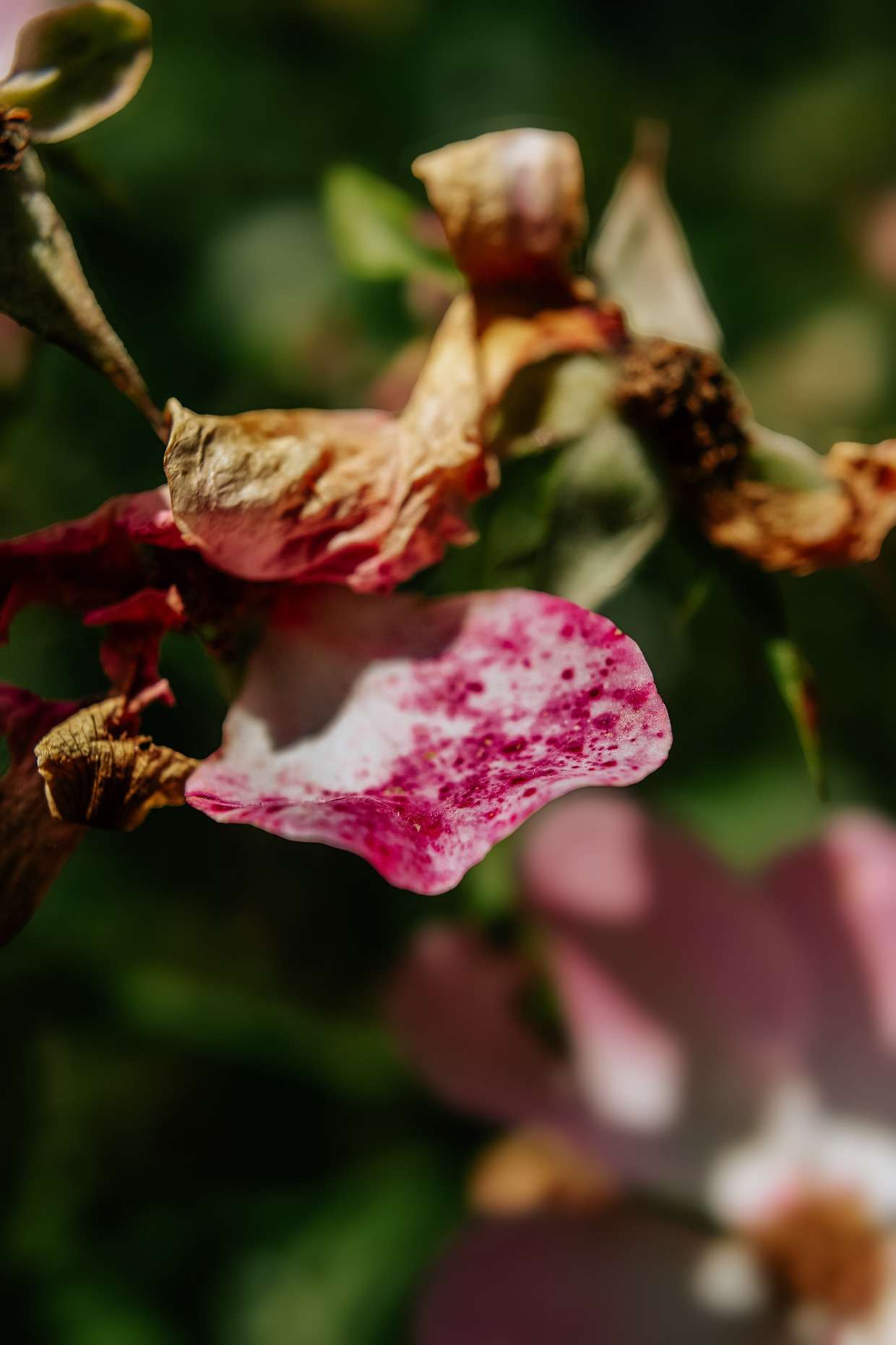 Neue Versuche mit meinen Close Up Linsen 5 Neue Versuche mit meinen Close Up Linsen