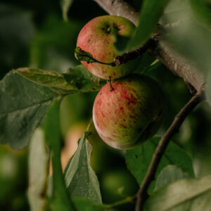 apfelbaum 5 e1741894697765