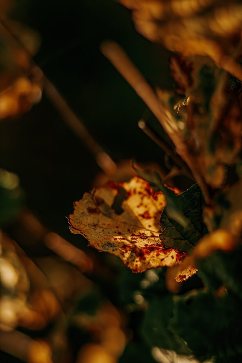 IMG 5540 e1733073849378