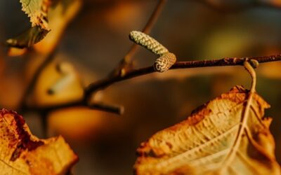 IMG 5617 e1733072464682