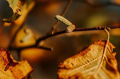 IMG 5617 e1733072464682