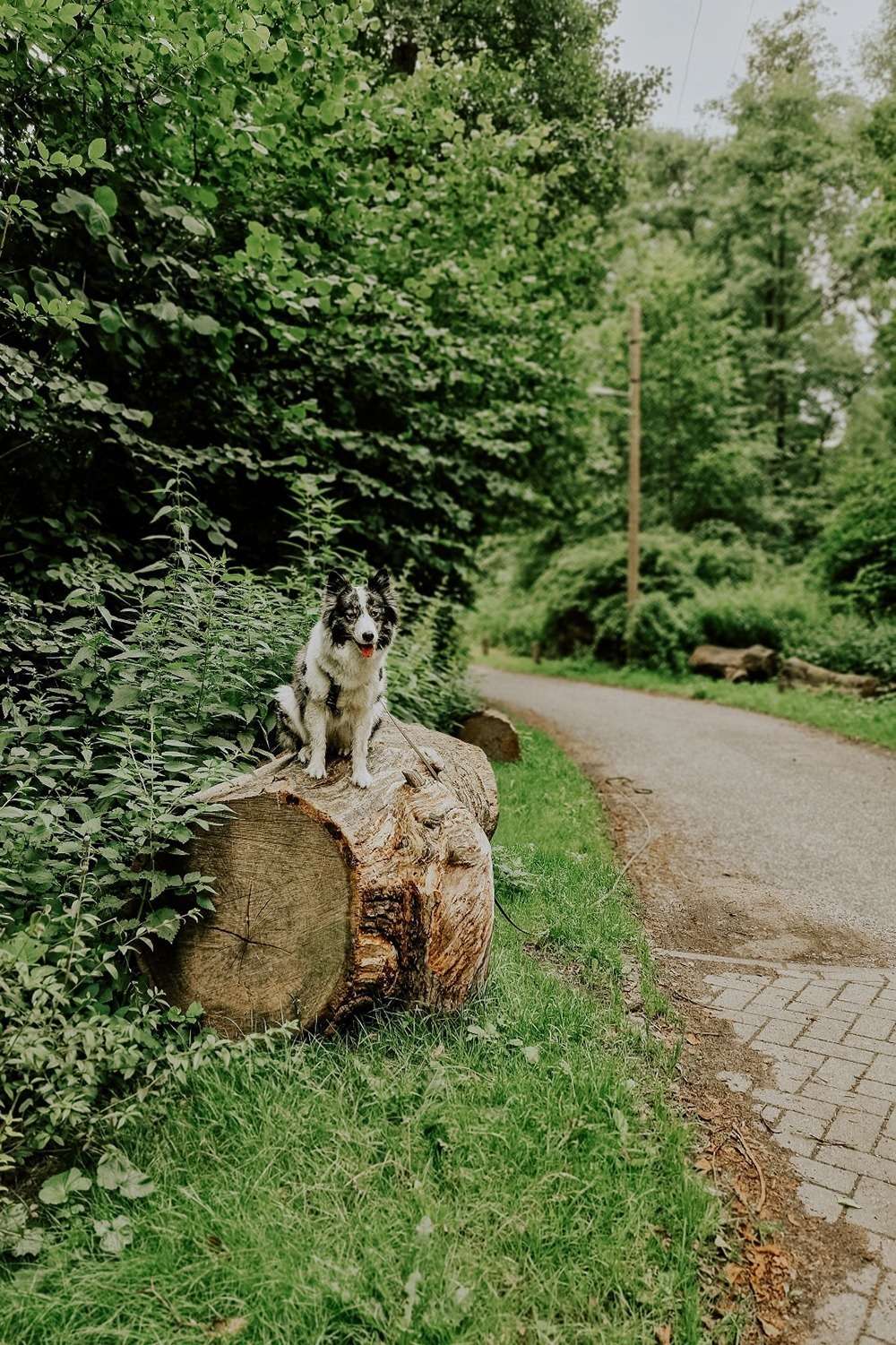 20230724 baumstamm 1