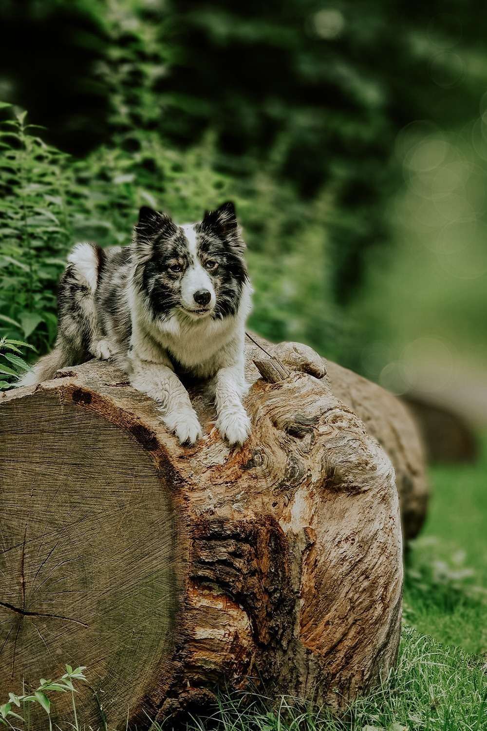 20230724 baumstamm 2