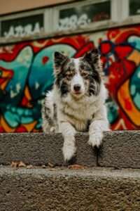 Hundefotografie – Teil 3: Kreative Fotoideen für eure nächste Gassi-Runde 1 20230724 graffiti hintergrund 2