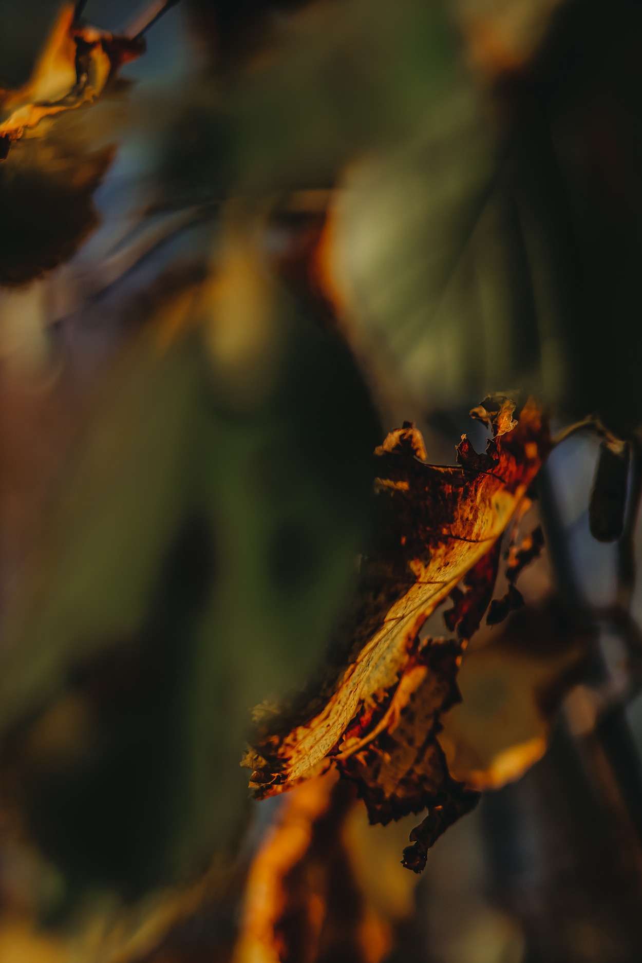 Der fotografische Blick