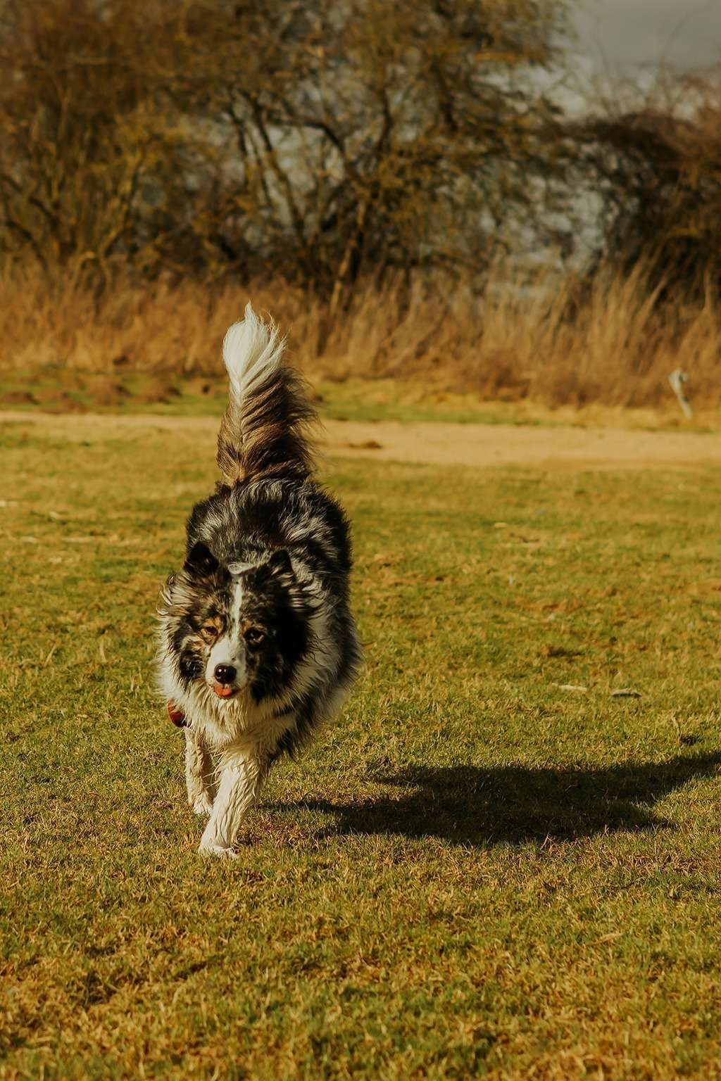 spass am hundestrand 1